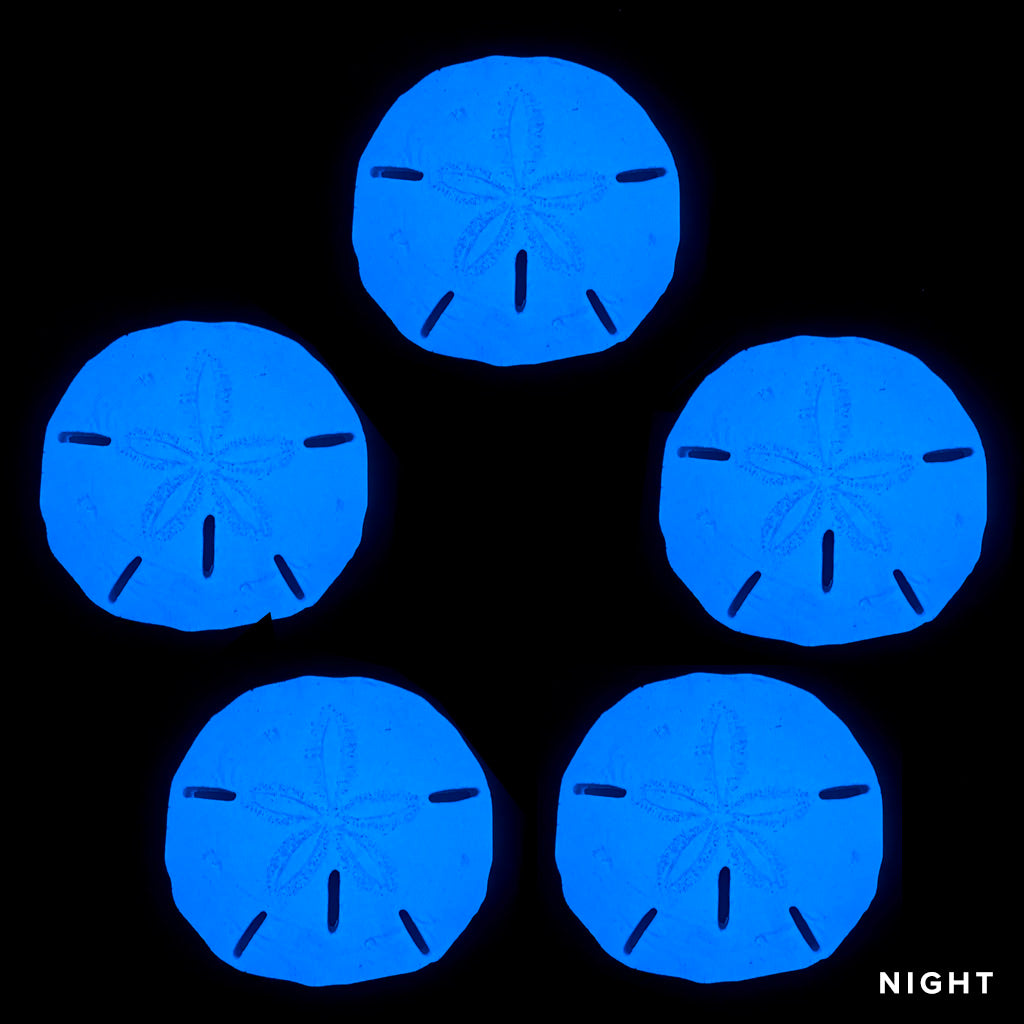 Sand Dollar Glow in the Dark Mosaics